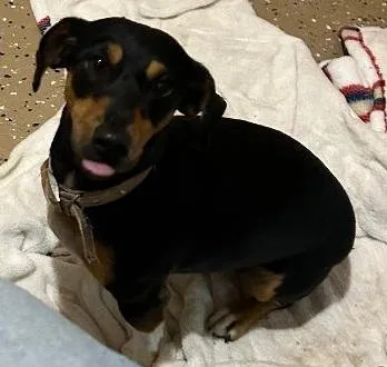 Roxie thumbnail 2