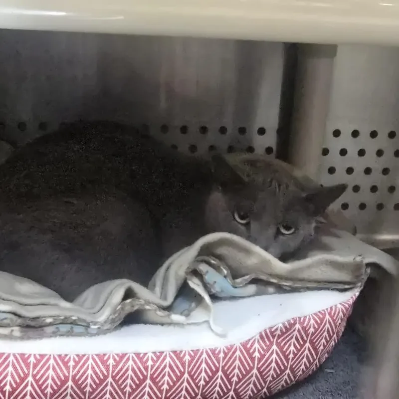 An adult medium-sized female Gray / Blue / Silver Domestic Short Hair cat named Sage for adoption in Orange, VA