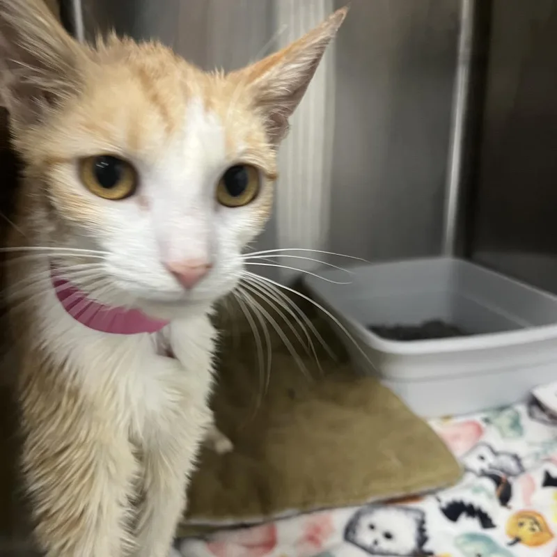A young small-sized female Buff / Tan / Fawn Domestic Short Hair cat named Cony for adoption in Lakeland, FL