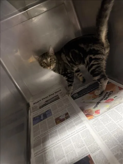 An adult medium-sized male Domestic Short Hair cat named Niel for adoption in Chatsworth, CA