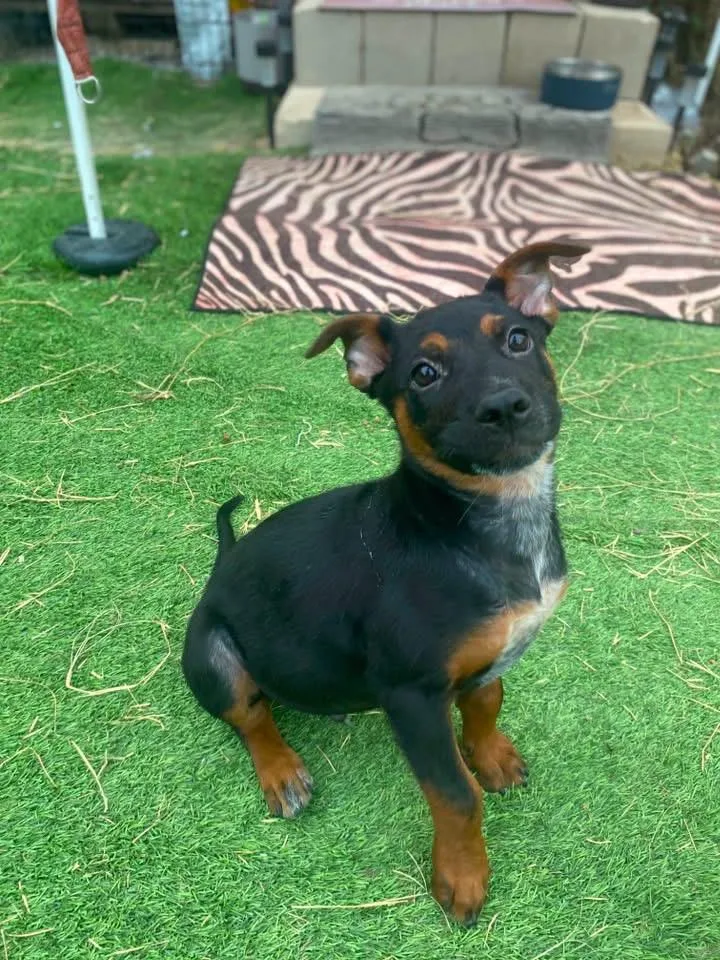 A baby small-sized male Bicolor Rottweiler dog named Thor for adoption in San Antonio, TX