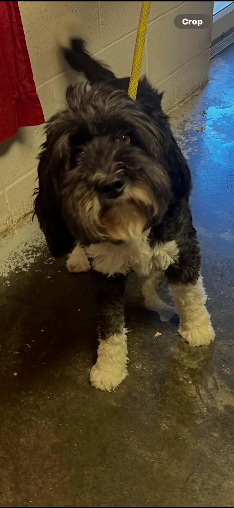 An adult medium-sized female Australian Cattle Dog / Blue Heeler named Ellie for adoption in Rolling Meadows, IL