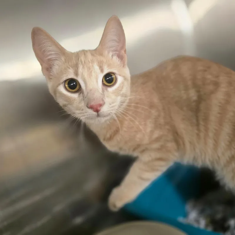 A baby small-sized male Buff / Tan / Fawn Domestic Short Hair cat named Cider for adoption in Waldorf, MD