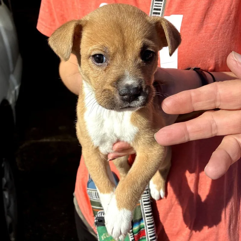 A baby medium-sized female Shepherd dog named Virgo for adoption in Austin, TX