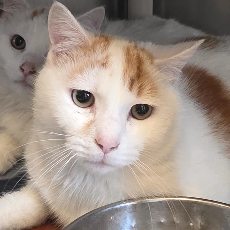 Count Percival Viremont