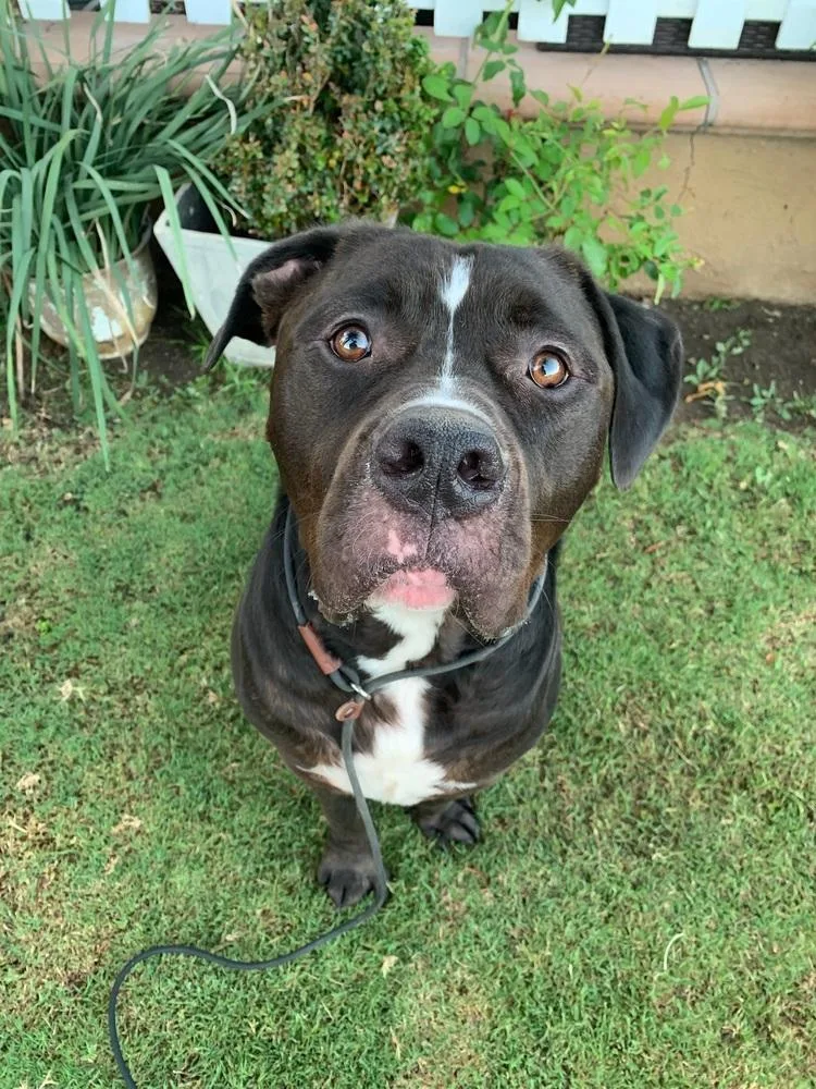 An adult large-sized male Mastiff dog named Ru for adoption in Canyon Country, CA
