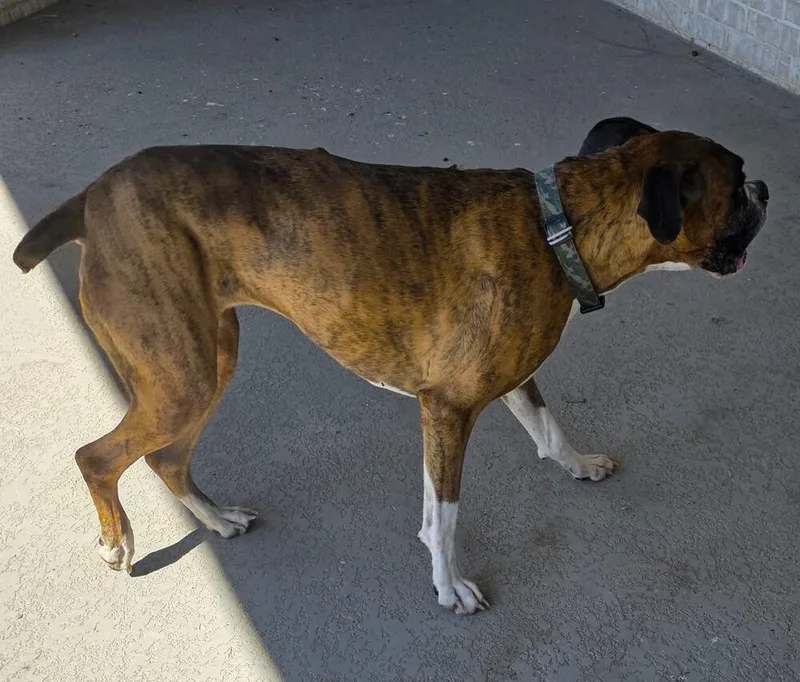 An adult medium-sized female Boxer dog named Brandi III for adoption in Hewitt, TX