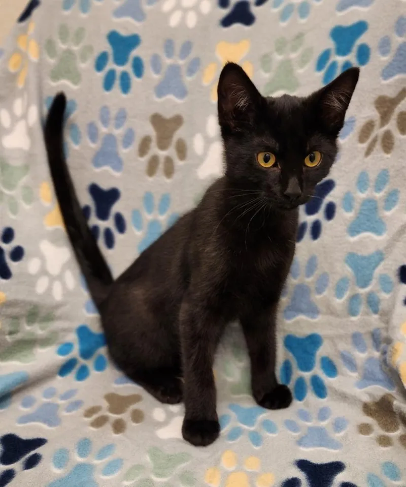 A baby medium-sized male Domestic Short Hair cat named Penne for adoption in Superior, WI