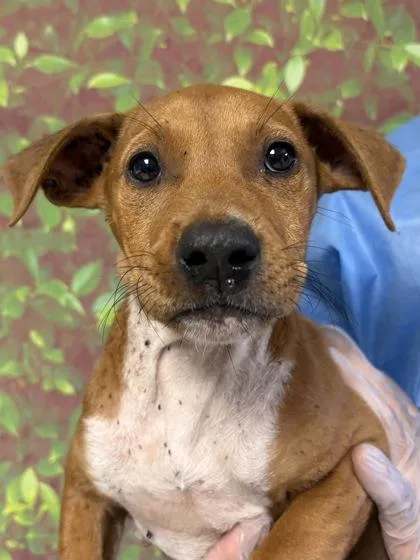 An adult medium-sized female American Staffordshire Terrier dog named Cholula for adoption in San Antonio, TX