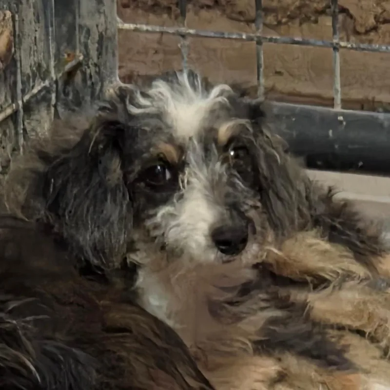 A young small-sized female Gray / Blue / Silver Mixed Breed dog named Helga for adoption in Leander, TX