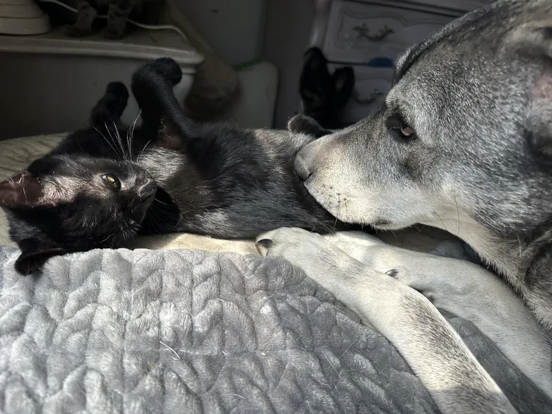 Binx thumbnail 2
