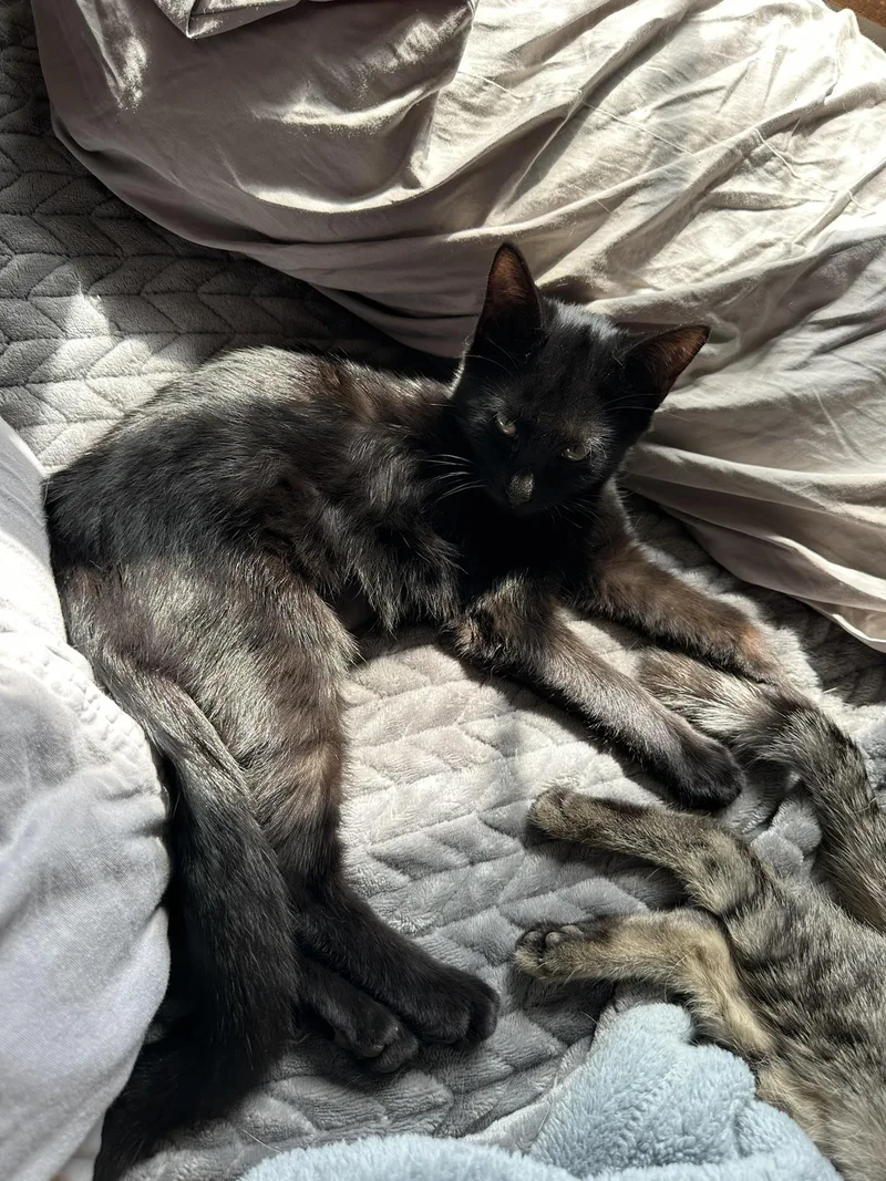 Binx thumbnail 3