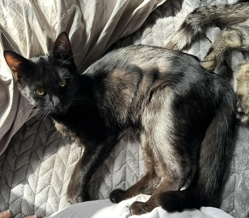 Binx thumbnail 4