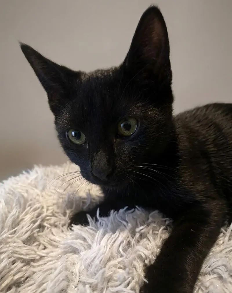 Binx thumbnail 5