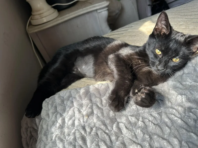 Binx thumbnail 6