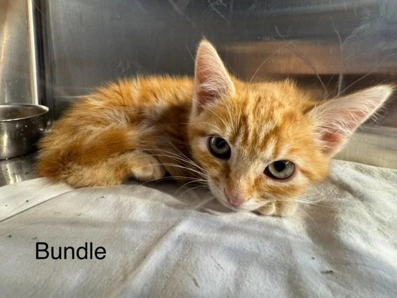 A baby small-sized male Orange & White Domestic Short Hair cat named Bundle for adoption in Saint George, UT