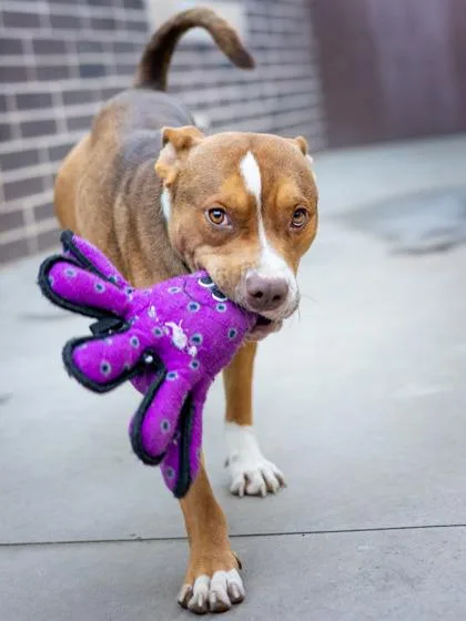 An adult large-sized male Mixed Breed dog named Esteban for adoption in Chamblee, GA