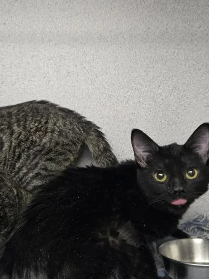 A young small-sized female Black Domestic Short Hair cat named Poppy for adoption in Canon City, CO