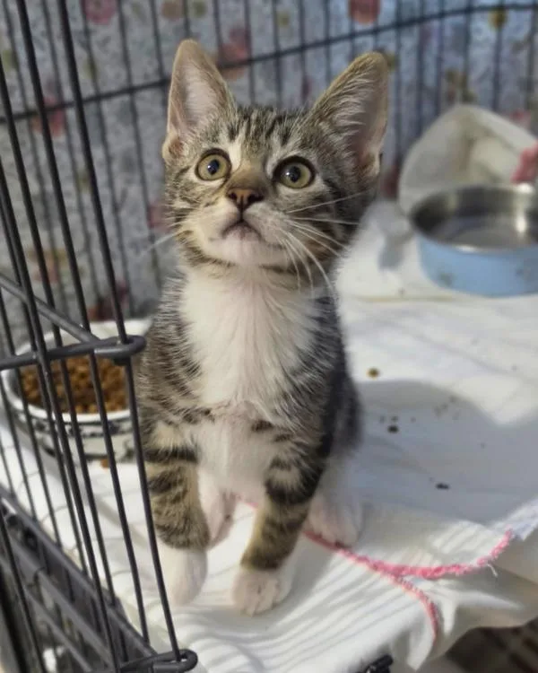 A baby small-sized female Domestic Short Hair cat named Lucky for adoption in Novato, CA