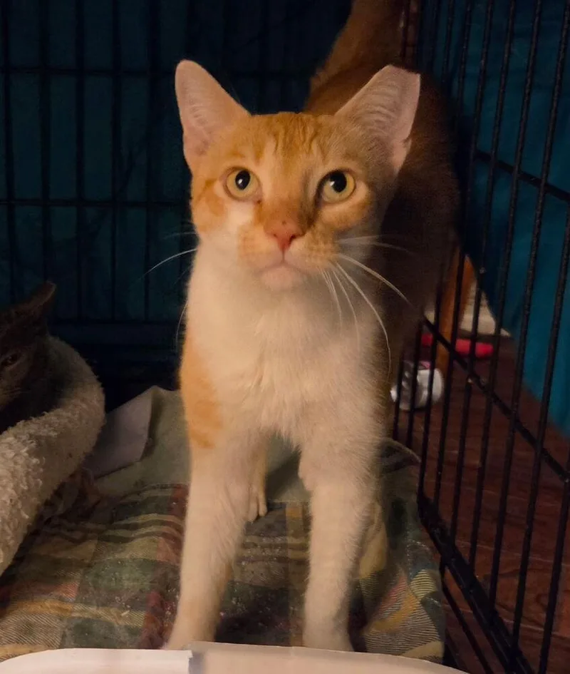 An adult medium-sized male Domestic Short Hair cat named Orange Bomber NC for adoption in Dallas, TX