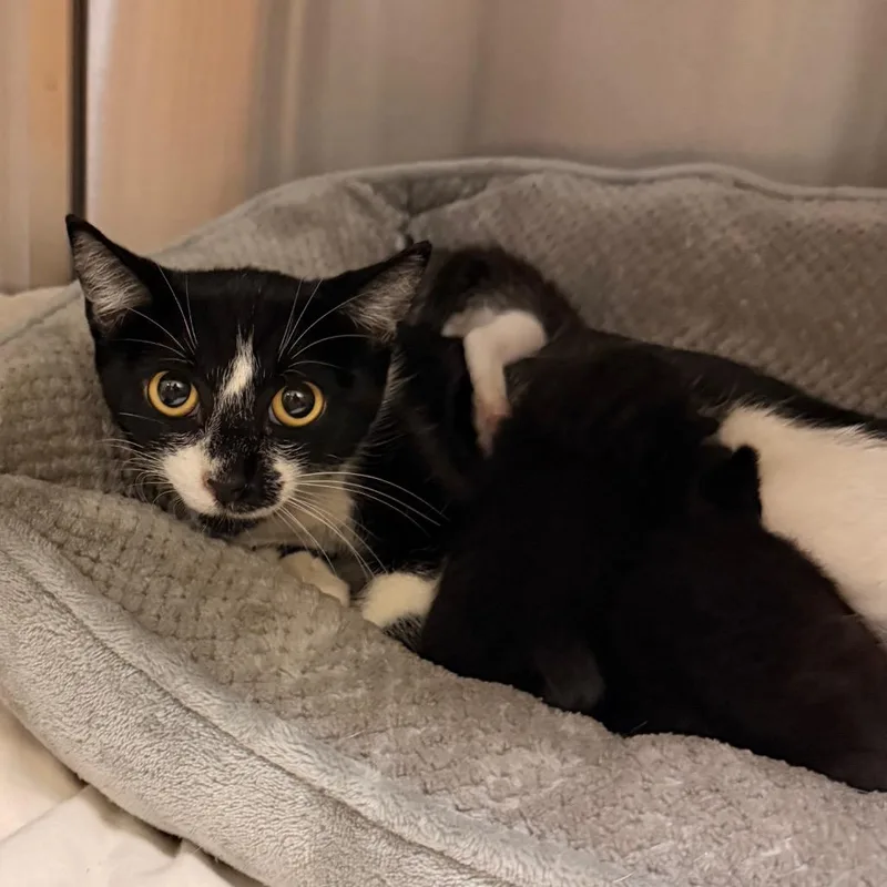 A young medium-sized female Black Domestic Short Hair cat named Mimi for adoption in Lynchburg, VA