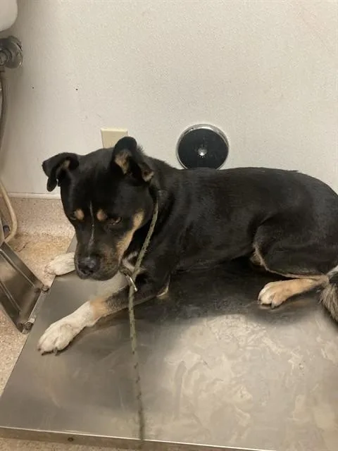 An adult large-sized male Shepherd dog named Cloud for adoption in Bakersfield, CA