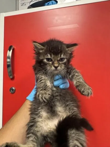 A young small-sized female Domestic Long Hair cat named B Frosting for adoption in North Charleston, SC