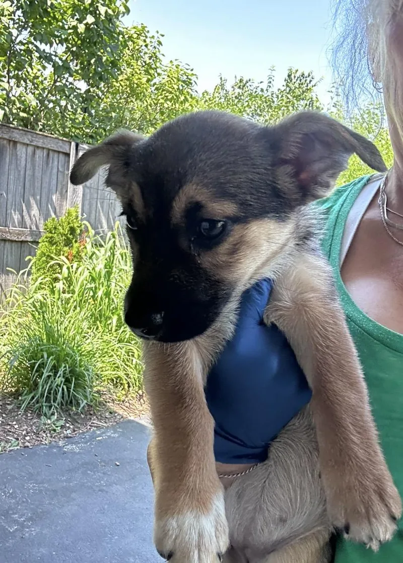 A baby medium-sized female Black German Shepherd Dog dog named Thundercat for adoption in Wonder Lake, IL