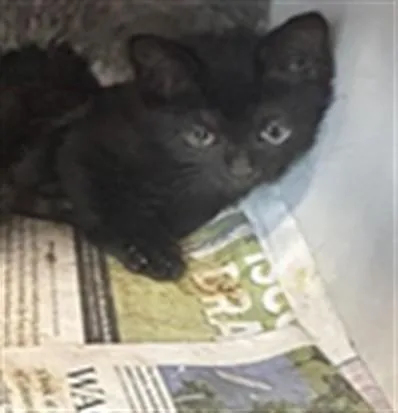 A baby small-sized female Domestic Short Hair cat named Caraxes for adoption in Louisville, KY