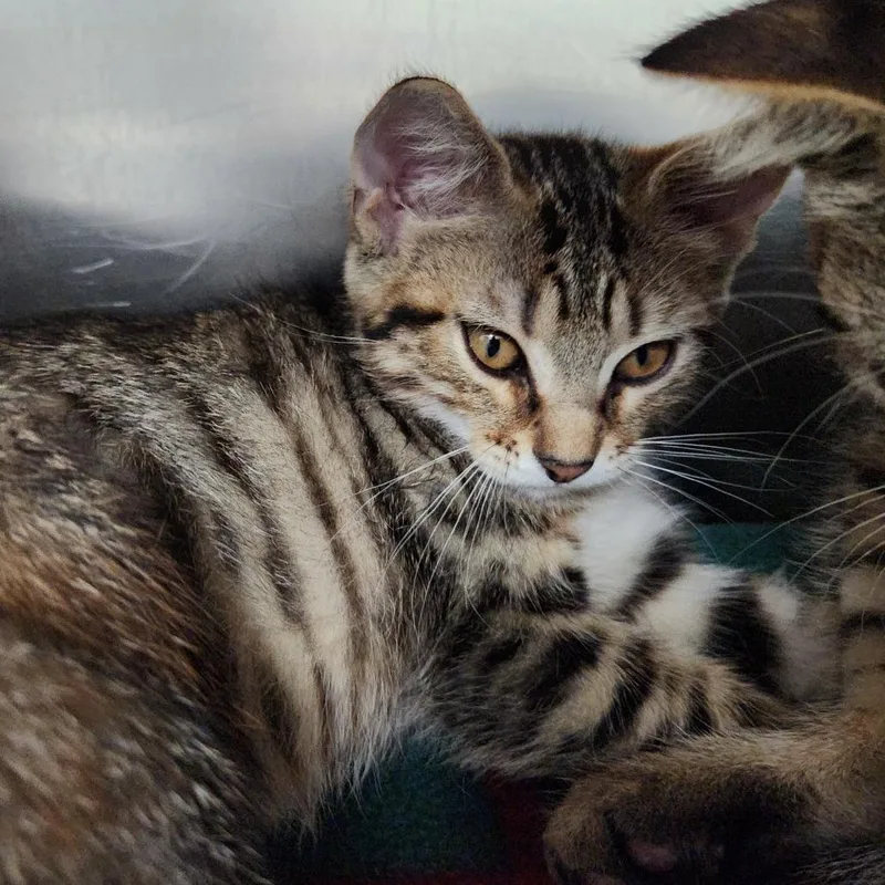 A baby small-sized male Brown / Chocolate Domestic Short Hair cat named Butterscotch for adoption in Grand Rapids, MI