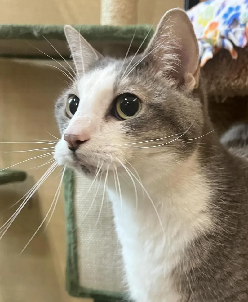 An adult medium-sized female Gray & White Domestic Short Hair cat named Peeps for adoption in Wheaton, IL