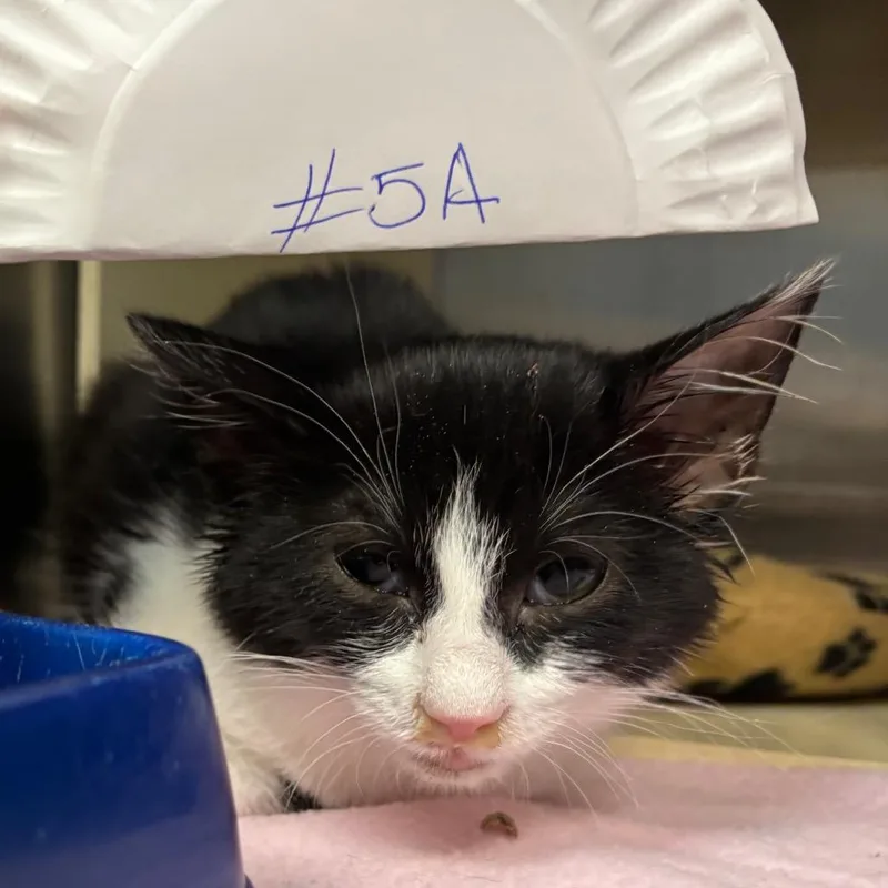 A young small-sized male Black Domestic Short Hair cat named Gibby for adoption in Vineland, NJ