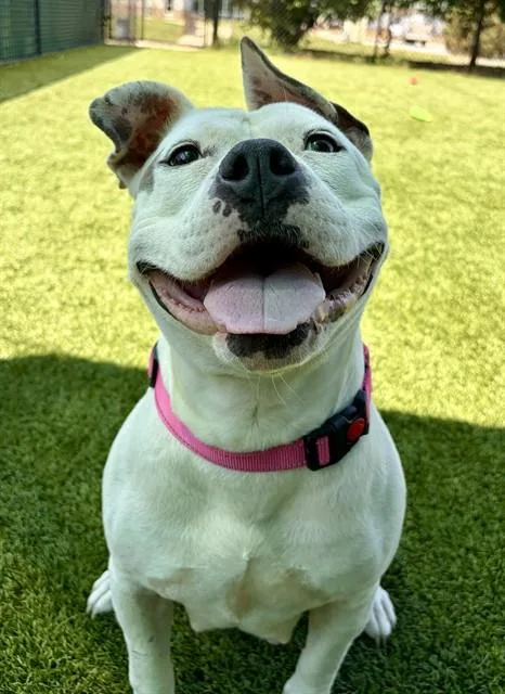 An adult large-sized female Pit Bull Terrier dog named Lilo for adoption in Statesville, NC