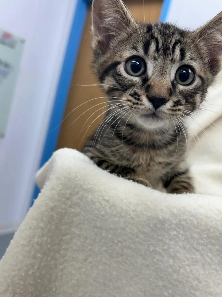 A baby medium-sized male Domestic Short Hair cat named Joey for adoption in Hartsville, SC
