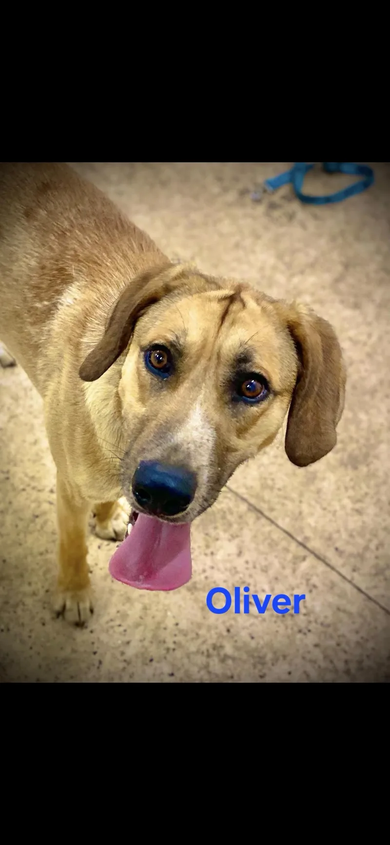 Oliver thumbnail 3