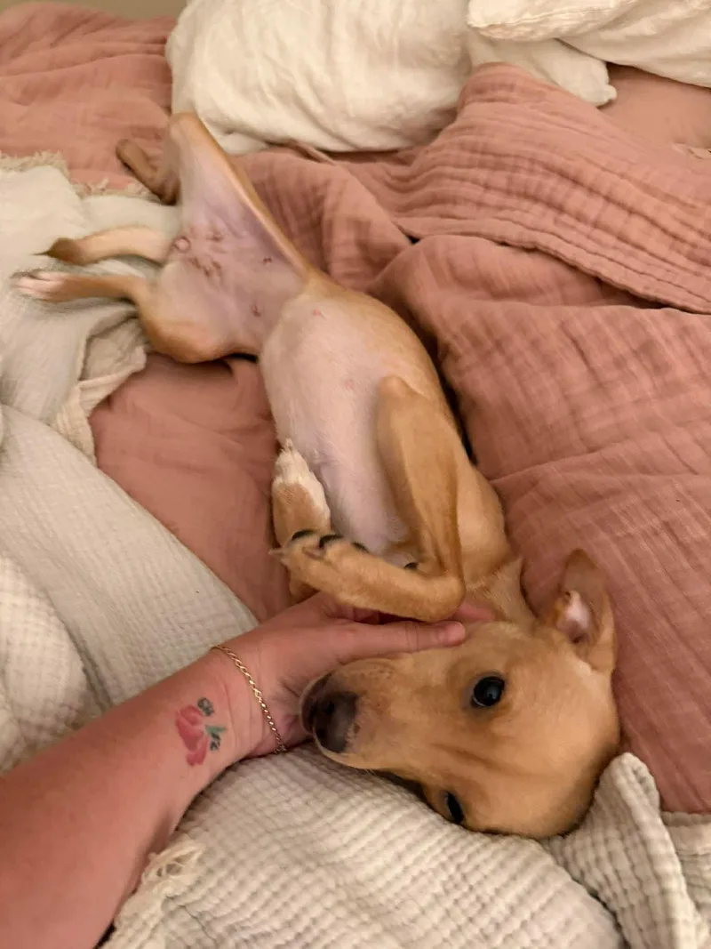 A young small-sized female Yellow / Tan / Blond / Fawn Chihuahua dog named Ladoasha for adoption in Austin, TX