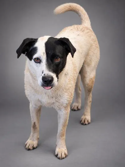 An adult medium-sized female Border Collie dog named Opal for adoption in Bowling Green, KY