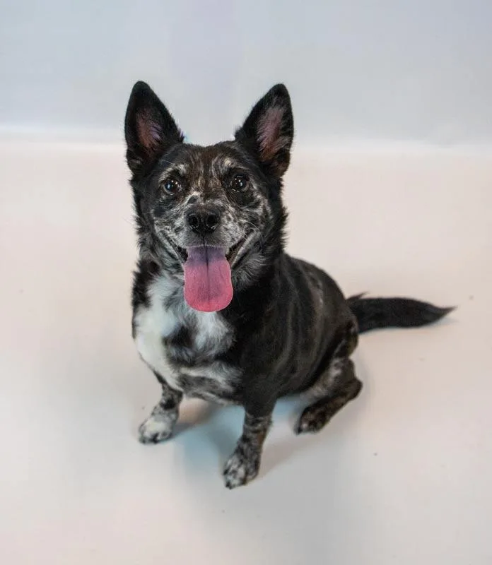 An adult small-sized female Corgi dog named Vanessa for adoption in Kennesaw, GA