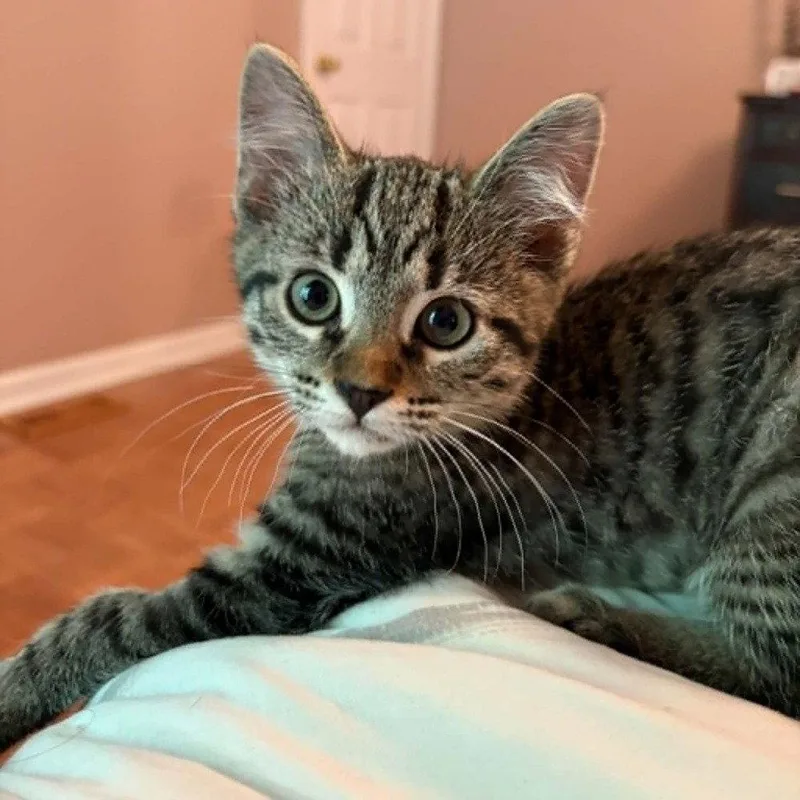 A baby medium-sized female Manx cat named Supi for adoption in Candler, NC