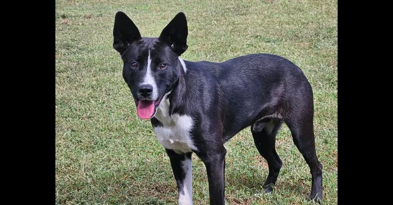 MaverickA Super Sweet Underdog