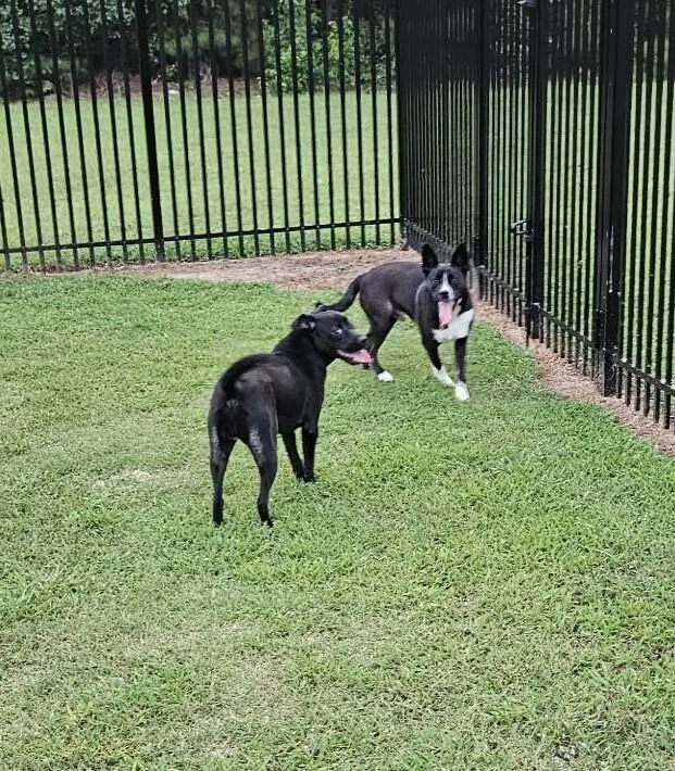 MaverickA Super Sweet Underdog thumbnail 2