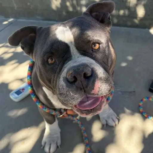 An adult large-sized male Pit Bull Terrier dog named Hippo for adoption in Yucaipa, CA
