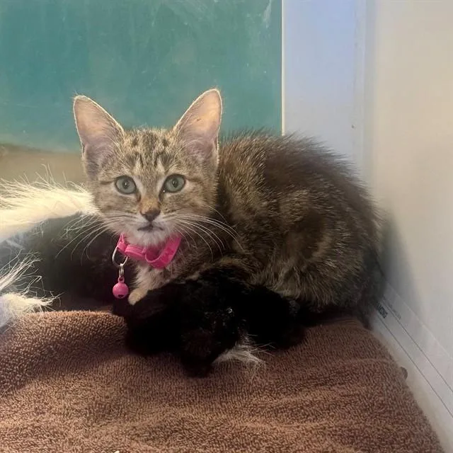 A baby small-sized female Domestic Short Hair cat named Jessie for adoption in Riverside, CA