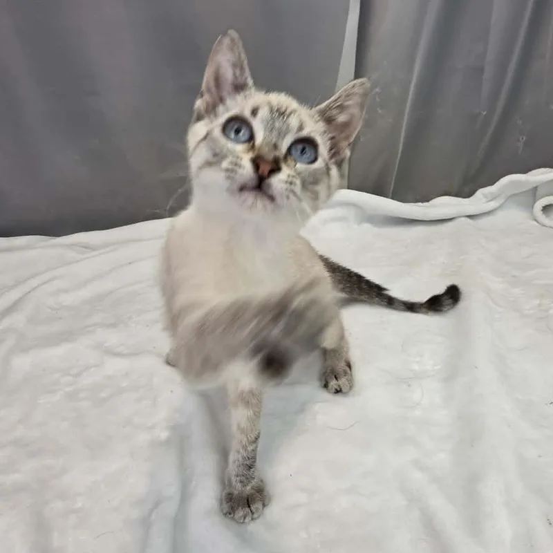A baby medium-sized female Buff & White Siamese cat named Teeny for adoption in Foley, AL
