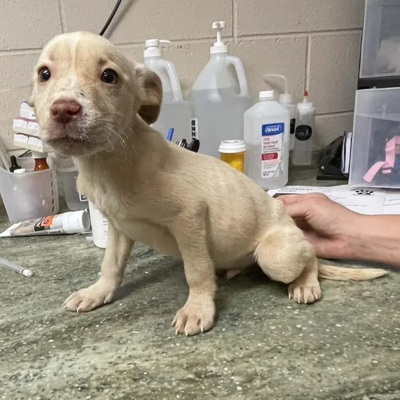 A baby medium-sized male Yellow / Tan / Blond / Fawn Mixed Breed dog named River for adoption in New York, NY