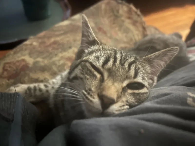 Omelette thumbnail 2