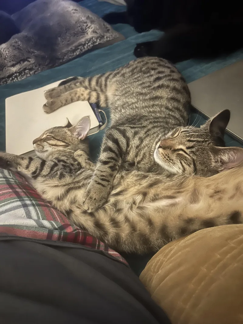 Omelette thumbnail 3