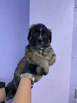 A baby small-sized female Mixed Breed dog named 61602122 for adoption in El Paso, TX