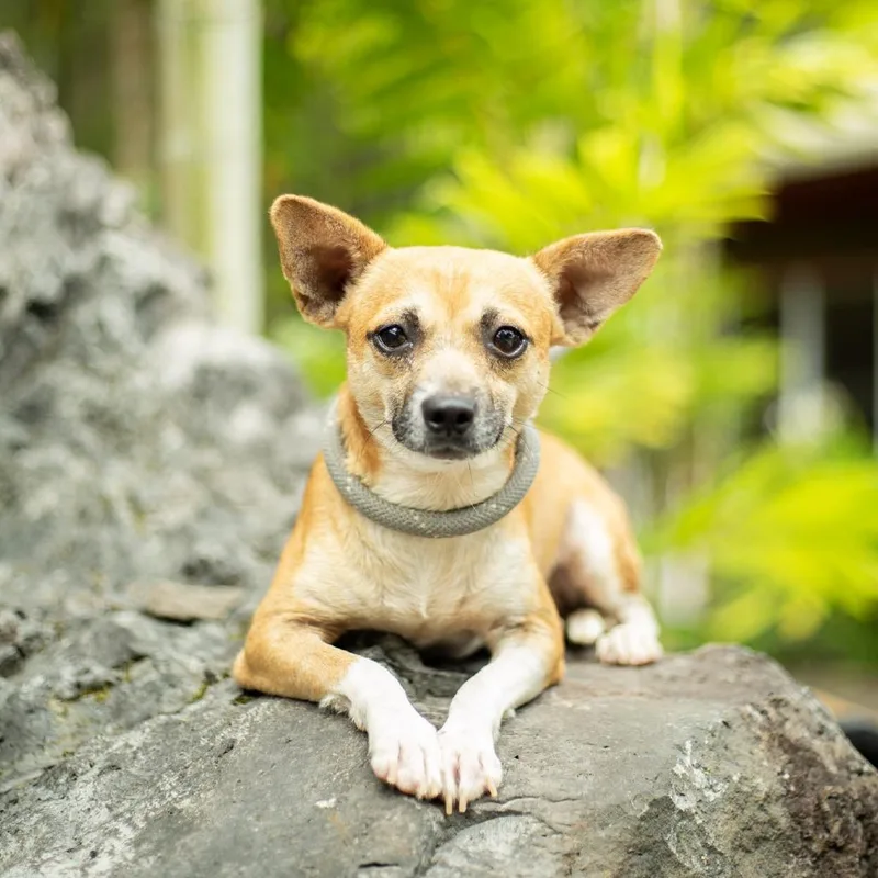 An adult small-sized male Yellow / Tan / Blond / Fawn Mixed Breed dog named Rizzo for adoption in Kailua Kona, HI
