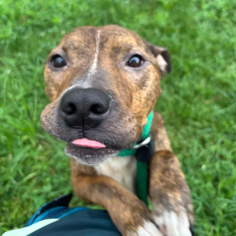 An adult medium-sized male Brindle Mixed Breed dog named Coyn for adoption in Philadelphia, PA